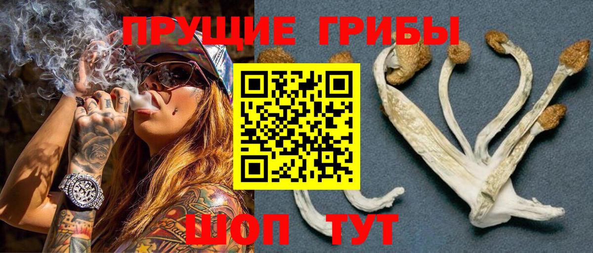 Галлюциногенные грибы Psilocybine cubensis Алейск
